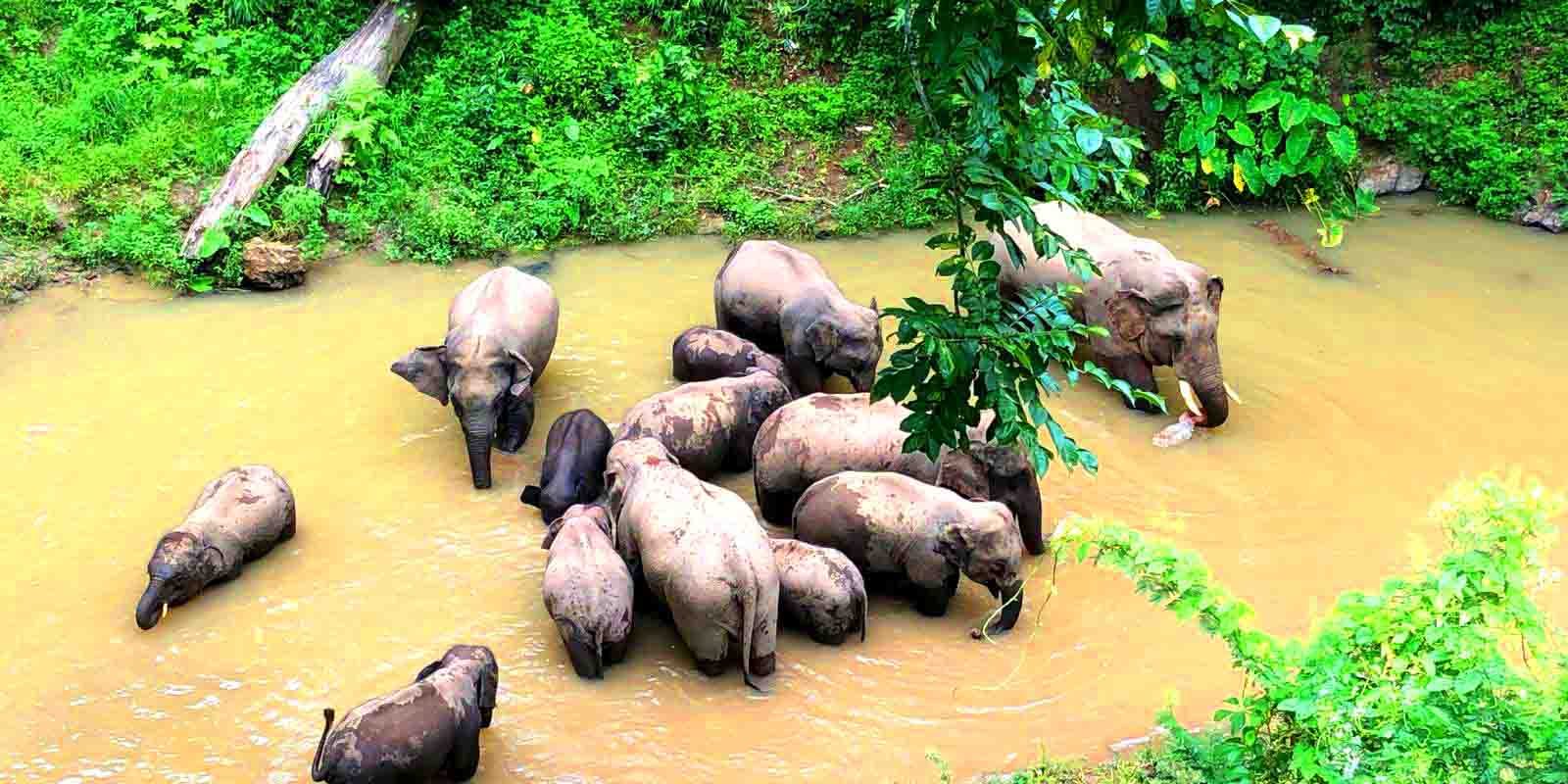 Wild elephant valley - Tea Horse Road